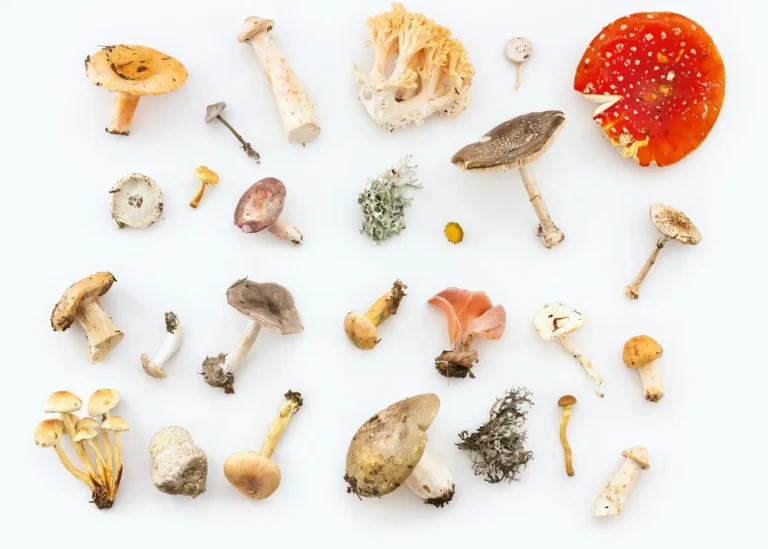Mushroom Health and Culinary Guide