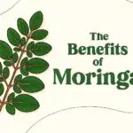Benefits of Moringa